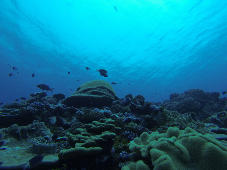 Coral Reef